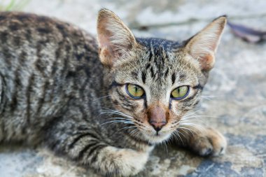 Kırsal kesimde bir evin önünde yatan kedi..