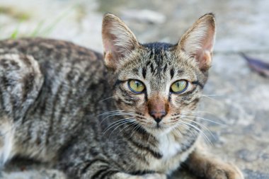 Kırsal kesimde bir evin önünde yatan kedi..