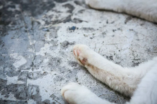 Γάτες Πόδι Γάτα Που Βρίσκεται Μπροστά Από Ένα Σπίτι Στην — Φωτογραφία Αρχείου