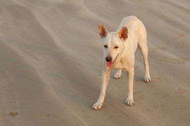 Akşamları Khao Lak sahilindeki köpekler. Yemek bekliyoruz.