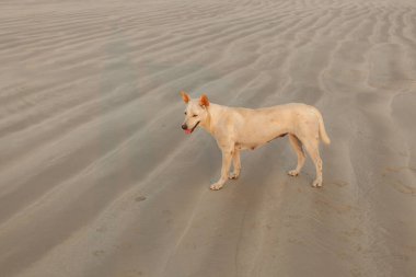 Akşamları Khao Lak sahilindeki köpekler. Yemek bekliyoruz.