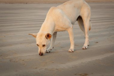 Akşamları Khao Lak sahilindeki köpekler. Yemek bekliyoruz.