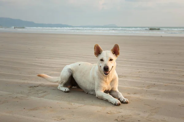 Perros Playa Khao Lak Por Noche Esperando Por Comida — Foto de Stock