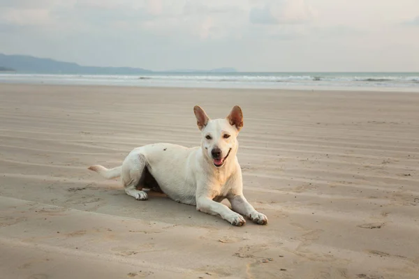 Câini Plajă Khao Lak Seara Așteptând Mâncarea — Fotografie, imagine de stoc