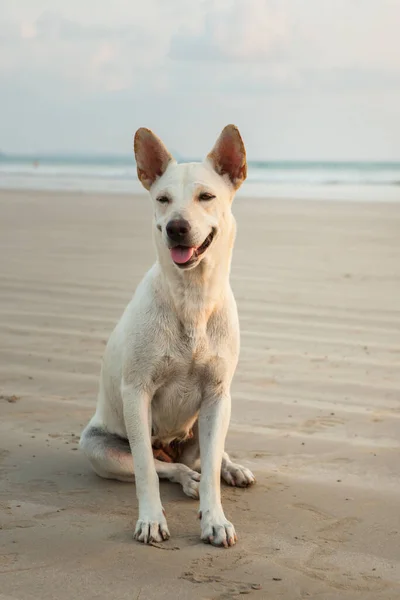 Akşamları Khao Lak Sahilindeki Köpekler Yemek Bekliyoruz — Stok fotoğraf