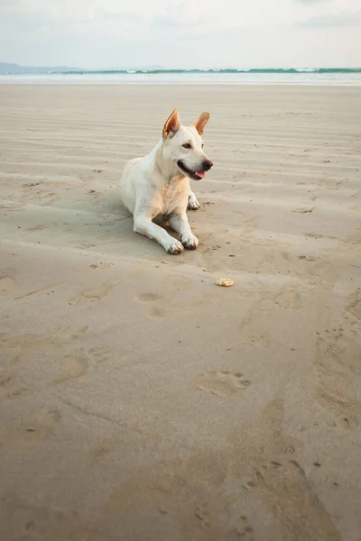 Perros Playa Khao Lak Por Noche Esperando Por Comida — Foto de Stock