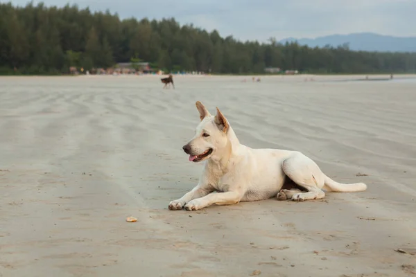 Perros Playa Khao Lak Por Noche Esperando Por Comida — Foto de Stock