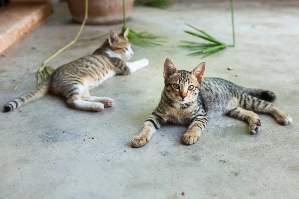 Gato Estaba Acostado Frente Casa Tailandia — Foto de Stock