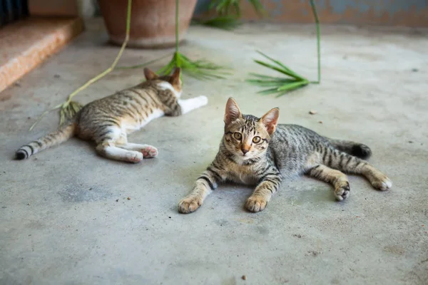 Kot Leżał Przed Domem Tajlandia — Zdjęcie stockowe