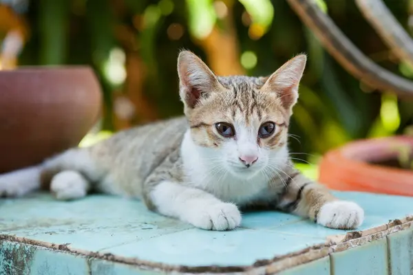 Die Katze Lag Vor Dem Haus Thailand — Stockfoto