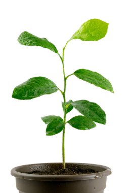 Beyaz arkaplanda izole edilmiş küçük limon ağacı