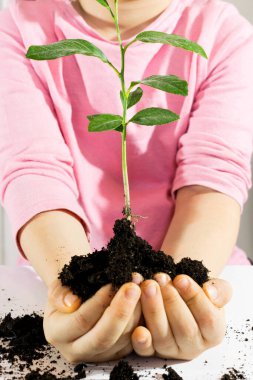 Küçük kız limon ağacını elinde tutuyor