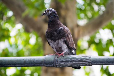 Bulanık arkaplanda güvercin