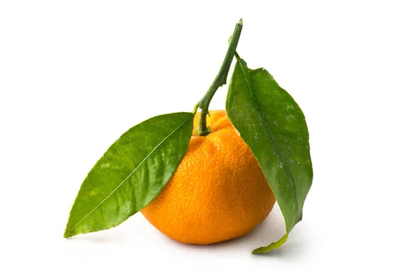 Mandarinka Listy Izolované Bílém Pozadí — Stock fotografie