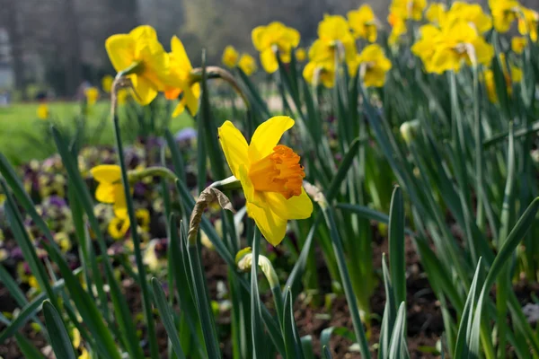 Vackra Gula Vårblommor — Stockfoto