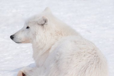 Vahşi kutup kurdu beyaz karda yatıyor. Yakından kapatın. Vahşi yaşamdaki hayvanlar. Canis lupus arctos.