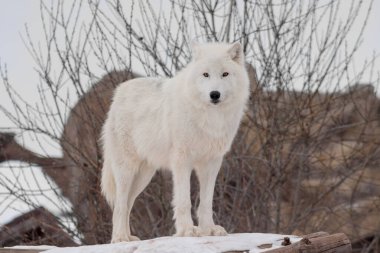 Vahşi Alaska Tundra kurt kamera bakıyor. Canis lupus arctos. Polar kurt veya beyaz kurt.