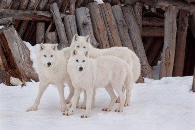 Beyaz karlar üzerinde üç vahşi Alaska tundrası kurdu oynuyor. Canis lupus arctos. Kutup kurdu mu beyaz kurt mu?.