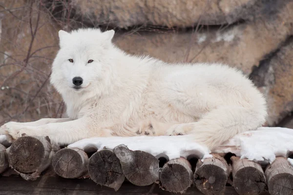 Wild arctic wolf is lying on wooden logs. Animals in wildlife. Polar wolf or white wolf. — Stock Photo, Image