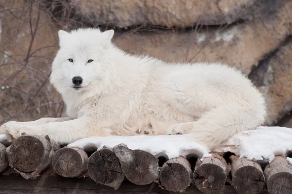 3匹の野生のアラスカツンドラオオカミが白い雪の上に立ってい 3匹の野生のアラスカツンドラオオカミが白い雪の上に立ってい