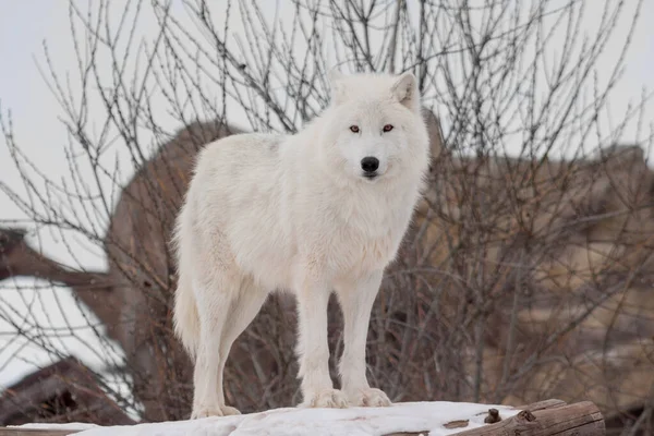 Wild alaskan tundra wolf is looking at the camera. Canis lupus arctos. Polar wolf or white wolf. — Stock Photo, Image