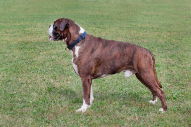 Beyaz çoraplı Brindle boksör köpeği yeşil bir çayırda duruyor. Evcil hayvanlar..