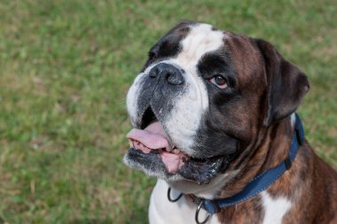Beyaz işaretli Brindle boksör köpek yavrusu. Evcil hayvanlar..