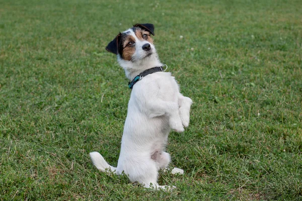 Roztomilý Jack Russell teriér stojí na zadních tlapách a dívá se do kamery. Domácí zvířata. — Stock fotografie