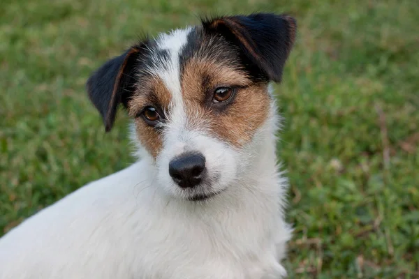Cute jack russell terrier is sitting on a spring meadow. Close up. Pet animals. — ストック写真
