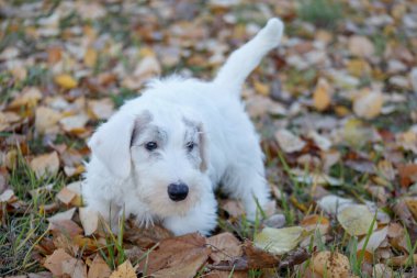 Tatlı Sealyham Terrier köpeği sonbahar parkında yürüyor. Welsh sınır teriyeri ya da inek teriyeri. İki aylık..