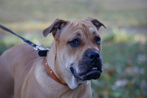 Ca de bou welpe steht auf einer herbstwiese. Mallorca Dogge oder mallorquinische Bulldogge. Haustiere. — Stockfoto