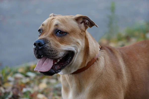 Siyah maskeli sevimli ca de bou yavrusu yakın. Mayorka mastiff veya majorcan bulldog. Evcil hayvanlar.