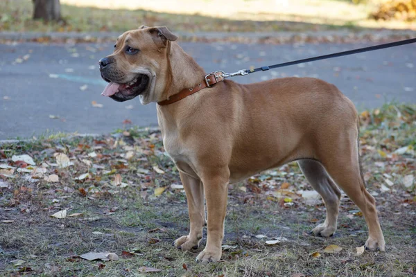 Siyah maskeli şirin ca de bou yavrusu sonbahar çayırında duruyor. Mayorka mastifi ya da binbaşı bulldog. Evcil hayvanlar..