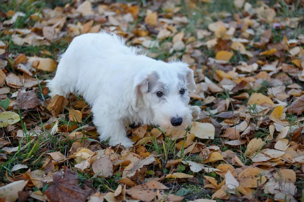 Bonito filhote de cachorro sealyham terrier está olhando para a câmera. Terrier da fronteira galesa ou terrier cowley. Dois meses de idade . — Fotografia de Stock