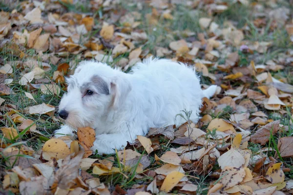 Aranyos sealyham terrier kiskutya játszik az őszi lombozat. Walesi határterrier vagy cowley terrier. Két hónapos.. — Stock Fotó