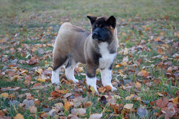 Aranyos amerikai Akita kiskutya áll az őszi lombozat. Három hónaprégi. Kedvtelésből tartott állatok. — Stock Fotó