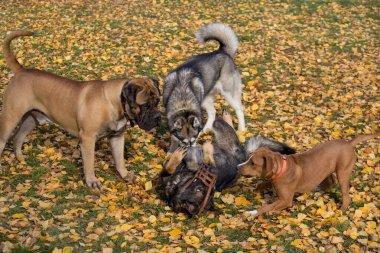 Sibirya Husky 'si, Bullmastiff' u, Amstaff 'ı ve çoklu yetiştirilmiş köpeği sonbahar parkında oynuyorlar..