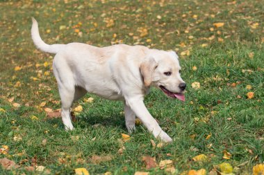 Tatlı Labrador Retriever yavrusu sonbahar parkında sarı yaprakların üzerinde yürüyor. Evcil hayvanlar. İki aylık..