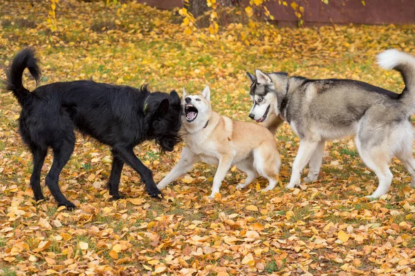 Batı Sibirya Laika 'sı, Sibirya Husky' si ve çoklu köpek sonbahar parkında oynuyorlar.. — Stok fotoğraf