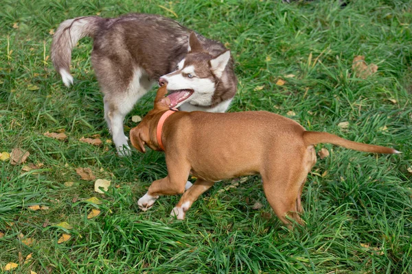 Sibiriska husky valp och amerikanska staffordshire terrier valp spelar i höstparken. Sällskapsdjur. — Stockfoto