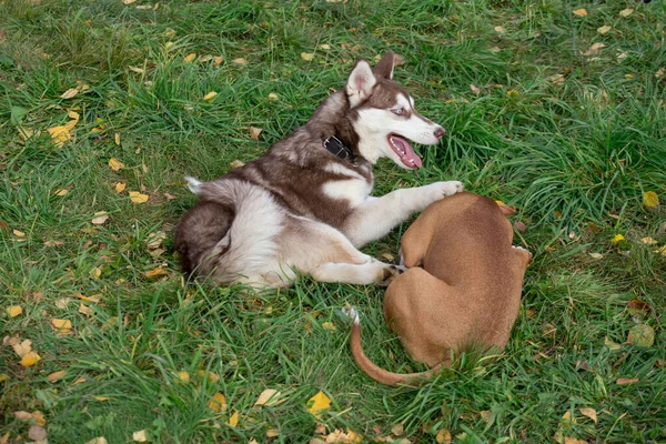 Siberiano husky cachorro y americano staffordshire terrier cachorro están jugando en verde hierba en el otoño parque . —  Fotos de Stock