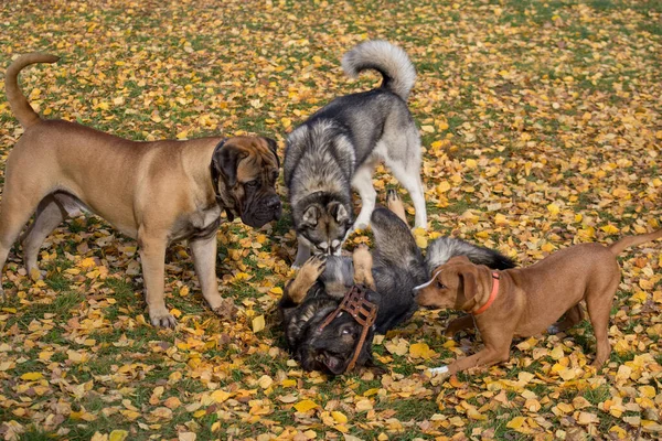 Husky sibérien, bullmastiff, amstaff et chien multirace jouent dans le parc d'automne . — Photo