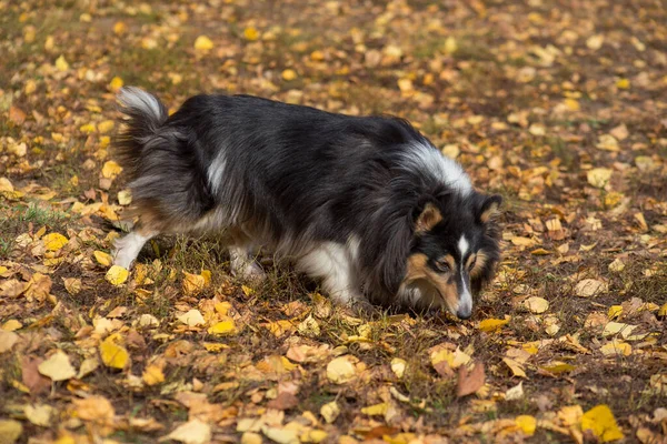 Cute scotch collie está andando sobre folhas amarelas no parque de outono. Animais de companhia . — Fotografia de Stock