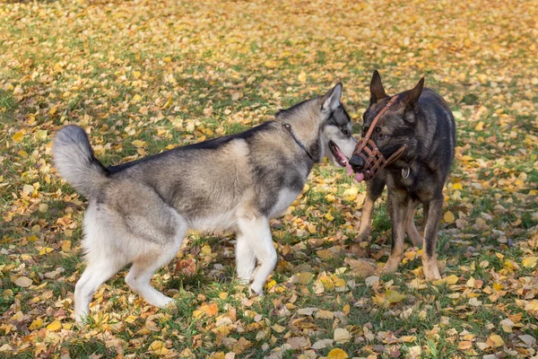 Söt sibirisk husky och multiuppfödda hund i korg mynning spelar i höstparken. — Stockfoto