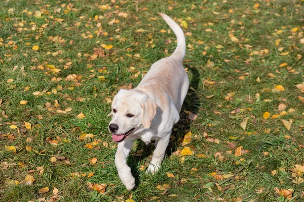 Милий щеня-лабрадор гуляє в осінньому парку. Тварини тварин. Два місяці . — стокове фото