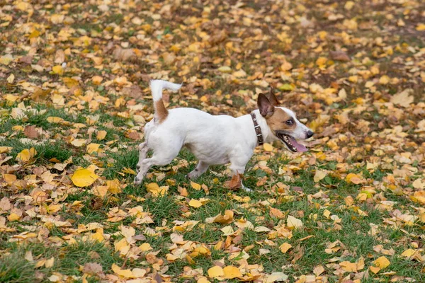 귀여운 잭 러셀 테리어가 가을 파크를 걷고 있습니다. 애완 동물. — 스톡 사진