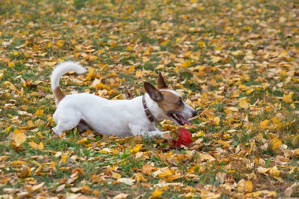 Söt jack russell terrier valp leker med sin leksak på höstlöven. Sällskapsdjur. — Stockfoto