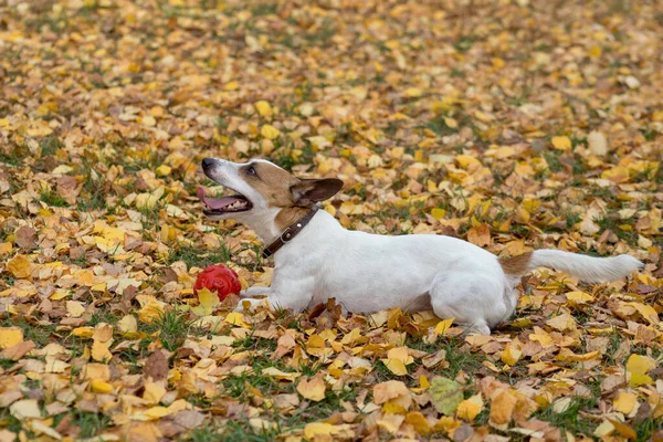 Cute jack russell terrier filhote de cachorro está deitado com seu brinquedo nas folhas de outono. Animais de companhia . — Fotografia de Stock