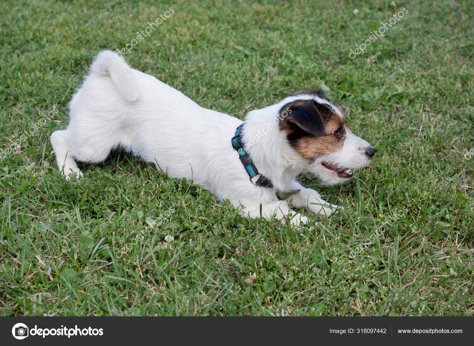 Cute Jack Russell Terrier Puppy Is Playing On A Green Meadow Pet Animals Stock Photo C Sergeytikhomirov 318097442