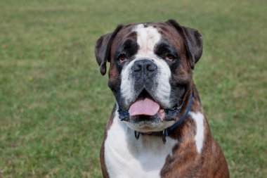 Beyaz işaretli Brindle boksör köpeği kameraya bakıyor. Evcil hayvanlar..